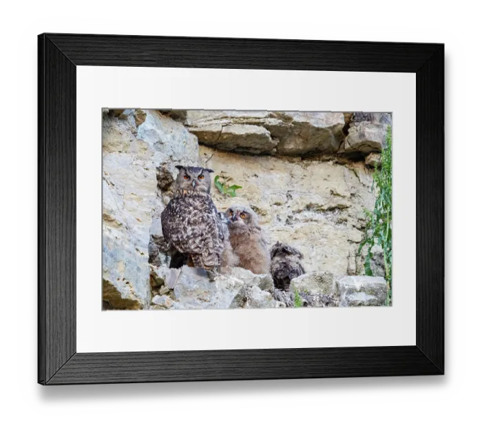 Framed Print : Eagle owl (Bubo bubo) female, perched at nest site with chicks, Germany. May Framed Print : Eagle owl (Bubo bubo) female, perched at nest site with chicks, Germany. May