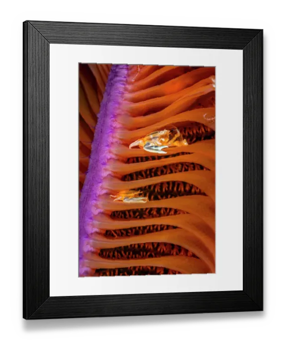 Framed Print : Three-lobed porcelain crabs (Porcellanella triloba) pair, resting on an orange and pink Sea pen (Virgularia sp.), Komodo National Park, Indonesia, Savu Sea, Indian Ocean Framed Print : Three-lobed porcelain crabs (Porcellanella triloba) pair, resting on an orange and pink Sea pen (Virgularia sp.), Komodo National Park, Indonesia, Savu Sea, Indian Ocean