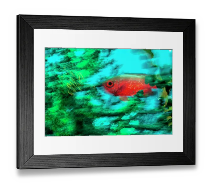 Framed Print : Red bigeye (Priacanthus macracanthus) swimming among green coral (Tubastraea sp.) on a coral reef, Komodo National Park. Indonesia, Savu Sea, Indian Ocean Framed Print : Red bigeye (Priacanthus macracanthus) swimming among green coral (Tubastraea sp.) on a coral reef, Komodo National Park. Indonesia, Savu Sea, Indian Ocean