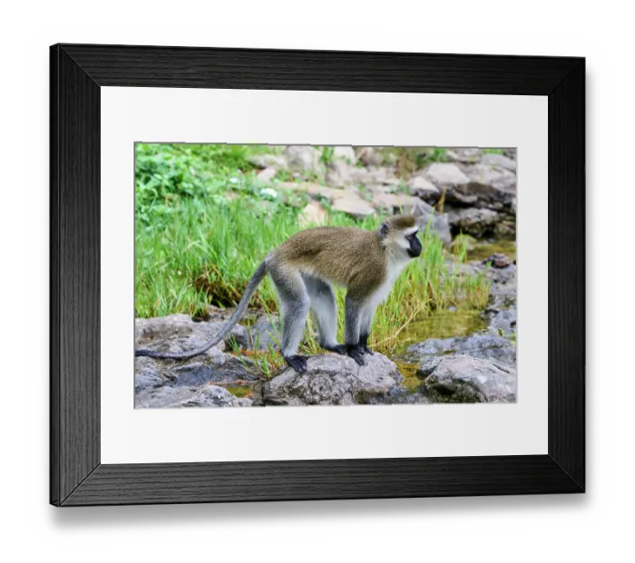 Framed Print : Vervet monkey (Chlorocebus pygerythrus) standing on a boulder, Kivu Lake, Rwanda Framed Print : Vervet monkey (Chlorocebus pygerythrus) standing on a boulder, Kivu Lake, Rwanda