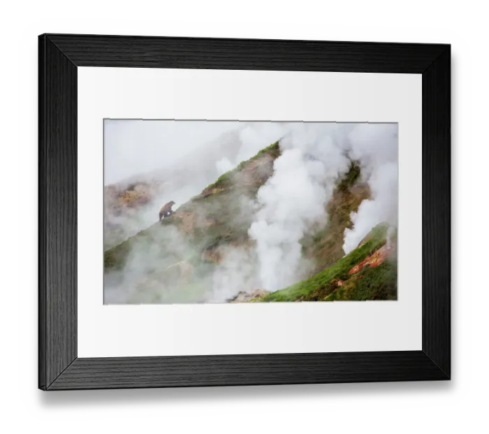 Framed Print : Kamchatka brown bear (Ursus arctos beringianus) standing on mountainside amongst the thermal springs and geysers of the Valley of Geysers, Kamchatka, Russia. June. Endangered Framed Print : Kamchatka brown bear (Ursus arctos beringianus) standing on mountainside amongst the thermal springs and geysers of the Valley of Geysers, Kamchatka, Russia. June. Endangered