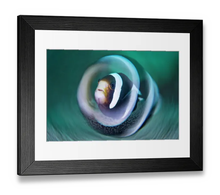 Framed Print : Saddleback anemonefish (Amphiprion polymnus) swimming above a Sea anemone (Stichodactyla sp.), North Sulawesi, Indonesia, Lembeh Strait, Molucca Sea Framed Print : Saddleback anemonefish (Amphiprion polymnus) swimming above a Sea anemone (Stichodactyla sp.), North Sulawesi, Indonesia, Lembeh Strait, Molucca Sea
