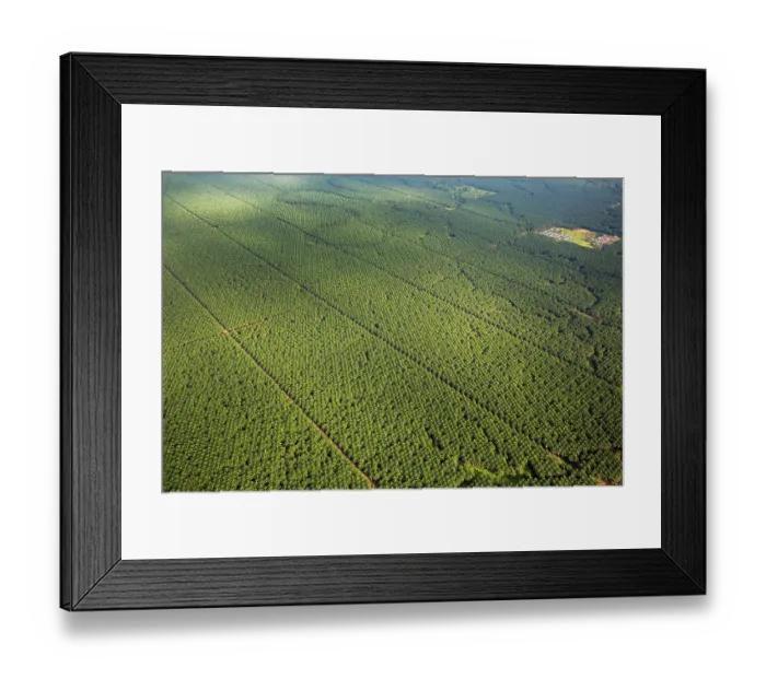 Framed Print : Aerial view showing huge Oil palm (Elaeis sp.) plantation, New Britain, Papua New Guinea. September, 2016 Framed Print : Aerial view showing huge Oil palm (Elaeis sp.) plantation, New Britain, Papua New Guinea. September, 2016