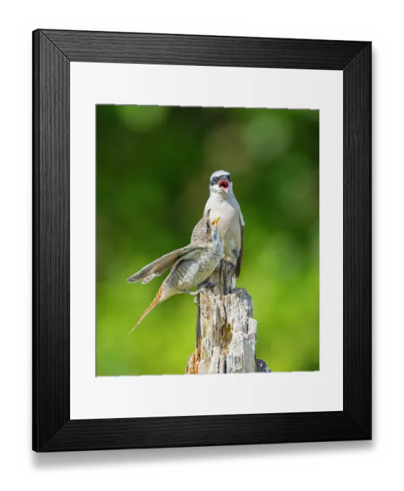Framed Print : Red-backed shrike (Lanius collurio) male, perched on wooden post feeding chick, Germany. August Framed Print : Red-backed shrike (Lanius collurio) male, perched on wooden post feeding chick, Germany. August