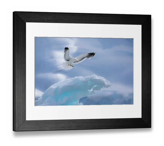 Framed Print : Kelp gull (Larus dominicanus) landing on piece of ice, Antarctica Framed Print : Kelp gull (Larus dominicanus) landing on piece of ice, Antarctica