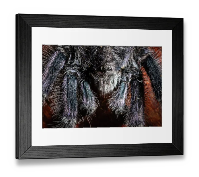 Framed Print : Purple pinktoe tarantula (Avicularia purpurea) head portrait, Las Piedras, Madre de dios, Amazon rainforest, Peru Framed Print : Purple pinktoe tarantula (Avicularia purpurea) head portrait, Las Piedras, Madre de dios, Amazon rainforest, Peru
