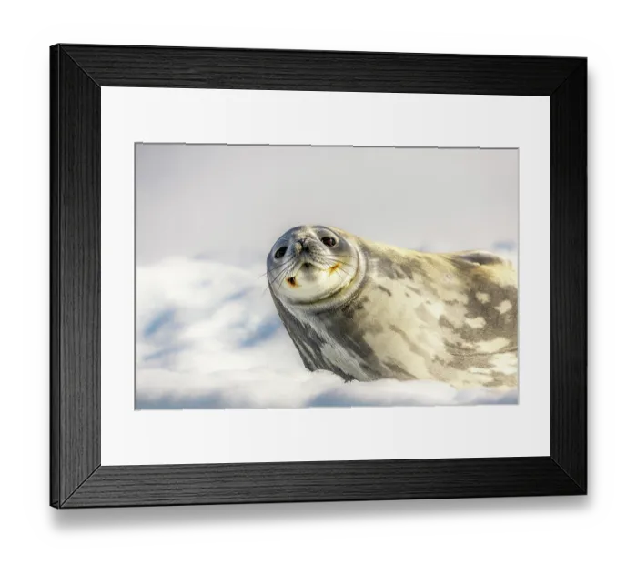 Framed Print : RF - Weddell seal (Leptonychotes weddellii) resting on an iceberg, Antarctica. (This image may be licensed either as rights managed or royalty free.) Framed Print : RF - Weddell seal (Leptonychotes weddellii) resting on an iceberg, Antarctica. (This image may be licensed either as rights managed or royalty free.)