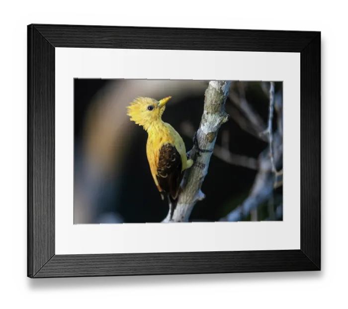 Framed Print : Cream-coloured woodpecker (Celeus flavus) perched on a branch, Las Piedras, Madre de dios, Amazon rainforest, Peru Framed Print : Cream-coloured woodpecker (Celeus flavus) perched on a branch, Las Piedras, Madre de dios, Amazon rainforest, Peru