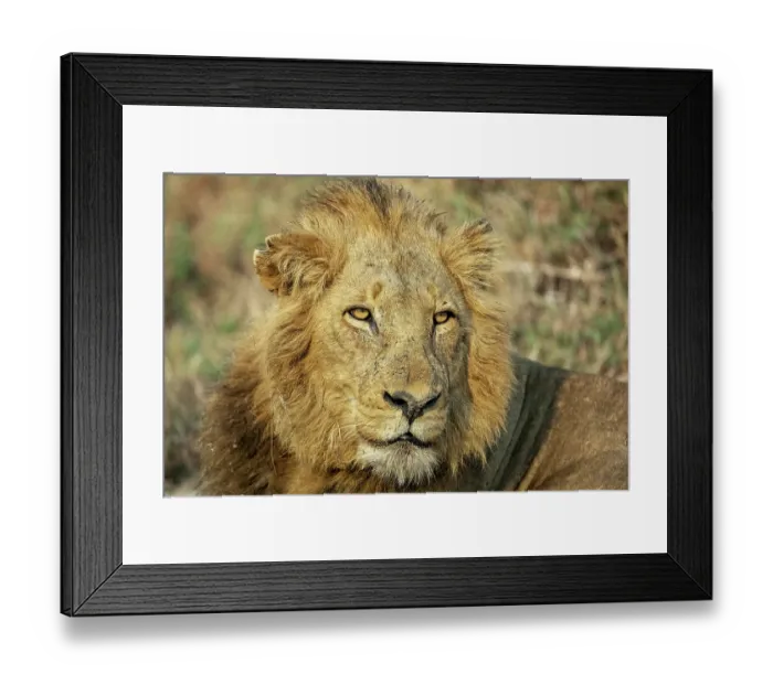 Framed Print : Lion (Panthera leo) male, head portrait, Sabi Sands Private Game Reserve, South Africa Framed Print : Lion (Panthera leo) male, head portrait, Sabi Sands Private Game Reserve, South Africa