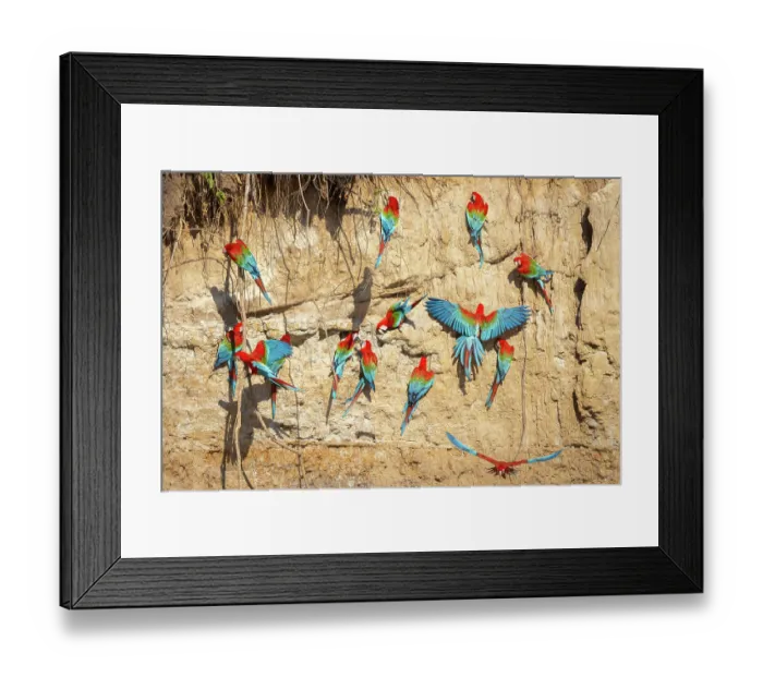 Framed Print : Red and green macaws (Ara chloropterus) flock perched on cliff face, Las Piedras, Madre de dios, Amazon rainforest, Peru