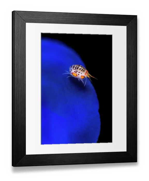 Framed Print : Ladybug amphipod (Cyproidea sp.)