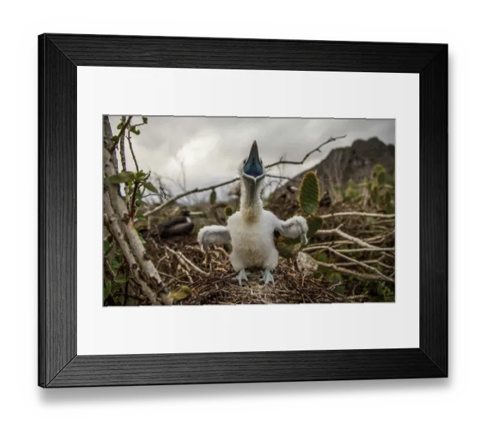 Framed Print : Great frigatebird (Fregata minor) in nest begging for food, Wolf Island, Galapagos Islands Framed Print : Great frigatebird (Fregata minor) in nest begging for food, Wolf Island, Galapagos Islands