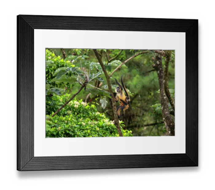 Framed Print : Central American spider monkey (Ateles geoffroyi) female climbing in tree carrying infant, Arenal, Costa Rica