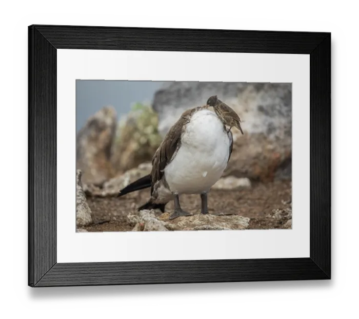 Framed Print : Vampire finch (Geospiza septentrionalis) perched on a Nazca booby (Sula granti) juvenile, feeding on parasites, Wolf Island, Galapagos Islands Framed Print : Vampire finch (Geospiza septentrionalis) perched on a Nazca booby (Sula granti) juvenile, feeding on parasites, Wolf Island, Galapagos Islands