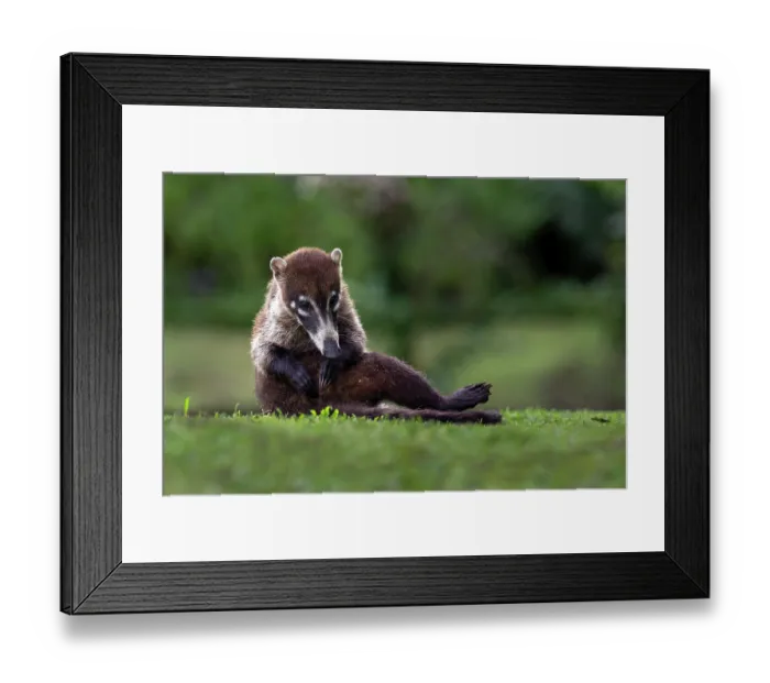 Framed Print : White-nosed coati (Nasua narica) grooming, Arenal, Costa Rica Framed Print : White-nosed coati (Nasua narica) grooming, Arenal, Costa Rica