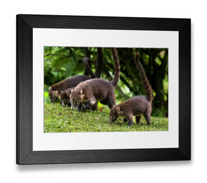Framed Print : White-nosed coatis (Nasua narica) family group foraging on grass, Arenal, Costa Rica Framed Print : White-nosed coatis (Nasua narica) family group foraging on grass, Arenal, Costa Rica