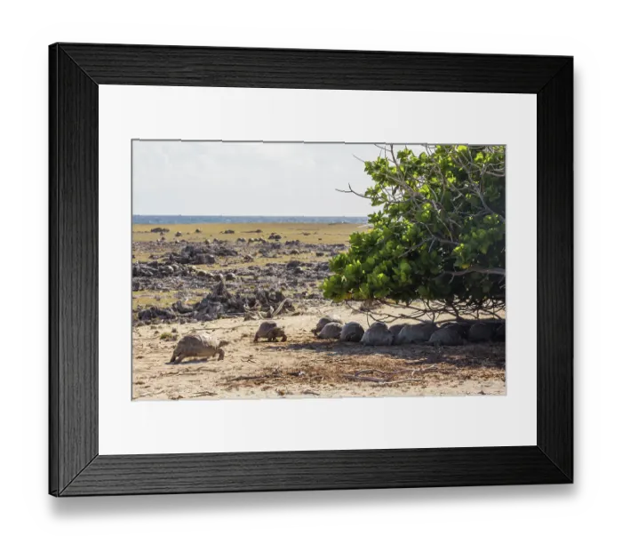 Framed Print : Group of Aldabra giant tortoises (Aldabrachelys gigantea) making their way to the shade of a tree, Cinq Case, Aldabra Atoll, Seychelles Framed Print : Group of Aldabra giant tortoises (Aldabrachelys gigantea) making their way to the shade of a tree, Cinq Case, Aldabra Atoll, Seychelles