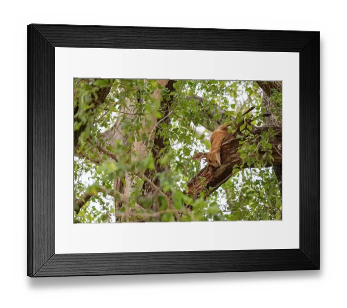 Framed Print : Duiker (Sylvicapra grimmia) carcass stashed in the upper branches of a tree by a Leopard, Sabi Sands Private Game Reserve, South Africa Framed Print : Duiker (Sylvicapra grimmia) carcass stashed in the upper branches of a tree by a Leopard, Sabi Sands Private Game Reserve, South Africa