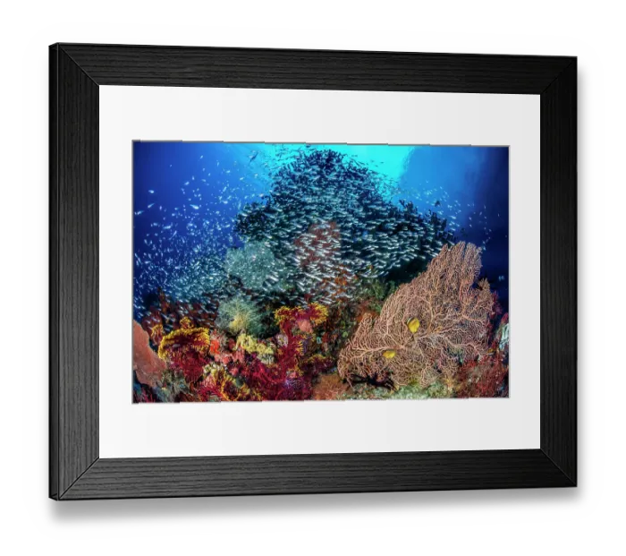 Framed Print : Coral reef scene with Sea fans (Annella sp.), Blacktip butterflyfish (Chaetodon kleinii) and a school of Glassy cardinalfish (Rhabdamia sp.), Misool, Raja Ampat, West Papua Framed Print : Coral reef scene with Sea fans (Annella sp.), Blacktip butterflyfish (Chaetodon kleinii) and a school of Glassy cardinalfish (Rhabdamia sp.), Misool, Raja Ampat, West Papua