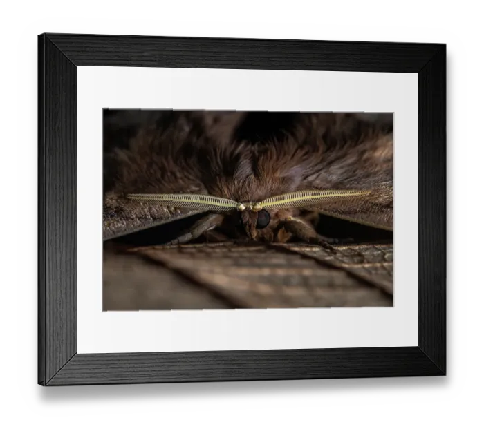 Framed Print : Saturniid moth (Arsenura batesii) portrait, Las Piedras, Madre de dios, Amazon rainforest, Peru Framed Print : Saturniid moth (Arsenura batesii) portrait, Las Piedras, Madre de dios, Amazon rainforest, Peru