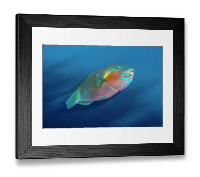 Framed Print : Bullethead parrotfish (Chlorurus sordidus) male, swimming along a coral reef at dusk, moving between its feeding grounds and sleeping area, Sharm El Shiekh, Sinai, Egypt, Red Sea Framed Print : Bullethead parrotfish (Chlorurus sordidus) male, swimming along a coral reef at dusk, moving between its feeding grounds and sleeping area, Sharm El Shiekh, Sinai, Egypt, Red Sea