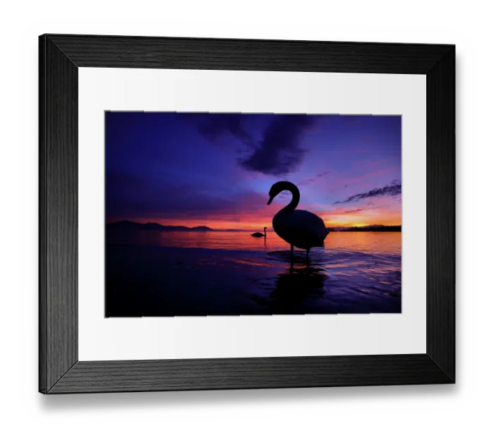 Framed Print : Mute swan (Cygnus olor) standing in shallow water, silhouetted at sunset, Switzerland. February Framed Print : Mute swan (Cygnus olor) standing in shallow water, silhouetted at sunset, Switzerland. February