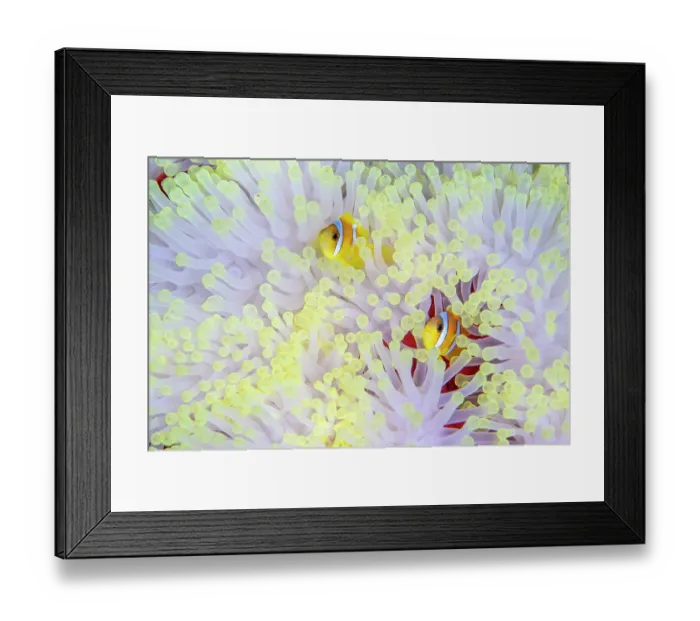 Framed Print : Red Sea anemonefish (Amphiprion bicinctus) pair, sheltering in a bleached Magnificent sea anemone (Heteractis magnifica) Framed Print : Red Sea anemonefish (Amphiprion bicinctus) pair, sheltering in a bleached Magnificent sea anemone (Heteractis magnifica)