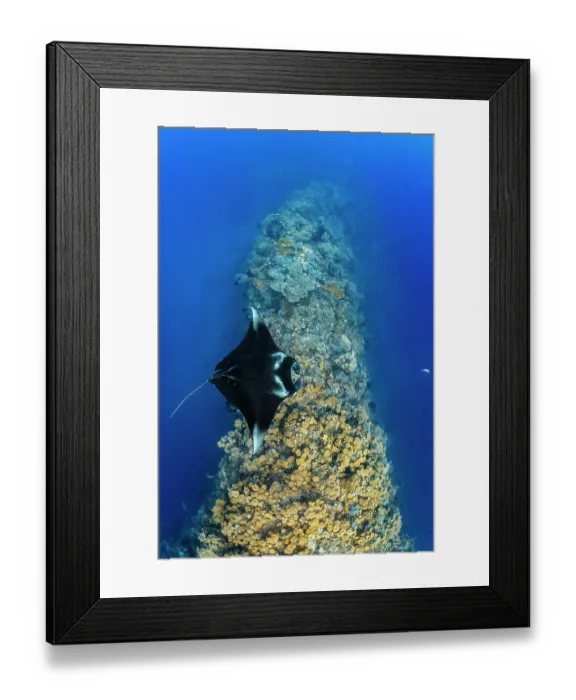 Framed Print : Reef manta ray (Mobula alfredi) visiting a coral reef cleaning station, Misool, Raja Ampat, West Papua, Ceram Sea, Pacific Ocean Framed Print : Reef manta ray (Mobula alfredi) visiting a coral reef cleaning station, Misool, Raja Ampat, West Papua, Ceram Sea, Pacific Ocean