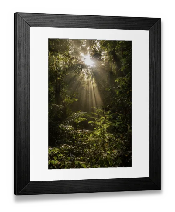 Framed Print : Sun breaking through the canopy in pristine rainforest, Tawau National Park, Sabah, Malyasian Borneo. February, 2018 Framed Print : Sun breaking through the canopy in pristine rainforest, Tawau National Park, Sabah, Malyasian Borneo. February, 2018