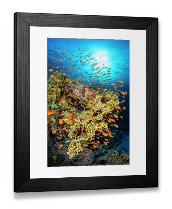 Framed Print : RF - Lionfish (Pterois volitans) camouflaged on coral head, stalking shoal of Scalefin anthias (Pseudanthias squamipinnis), Abu Nuhas Reef, Egypt, Strait of Gubal, Red Sea Framed Print : RF - Lionfish (Pterois volitans) camouflaged on coral head, stalking shoal of Scalefin anthias (Pseudanthias squamipinnis), Abu Nuhas Reef, Egypt, Strait of Gubal, Red Sea