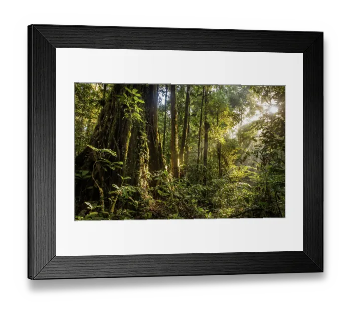Framed Print : Sun breaking through the canopy in pristine rainforest, Tawau National Park, Sabah, Malyasian Borneo. February, 2018 Framed Print : Sun breaking through the canopy in pristine rainforest, Tawau National Park, Sabah, Malyasian Borneo. February, 2018