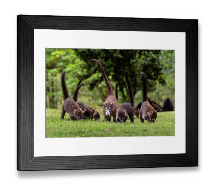 Framed Print : White-nosed coatis (Nasua narica) family group foraging on grass, Arenal, Costa Rica Framed Print : White-nosed coatis (Nasua narica) family group foraging on grass, Arenal, Costa Rica