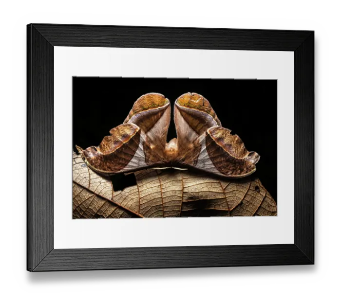 Framed Print : Saturniid moth (Arsenura batesii) portrait, Las Piedras, Madre de dios, Amazon rainforest, Peru Framed Print : Saturniid moth (Arsenura batesii) portrait, Las Piedras, Madre de dios, Amazon rainforest, Peru