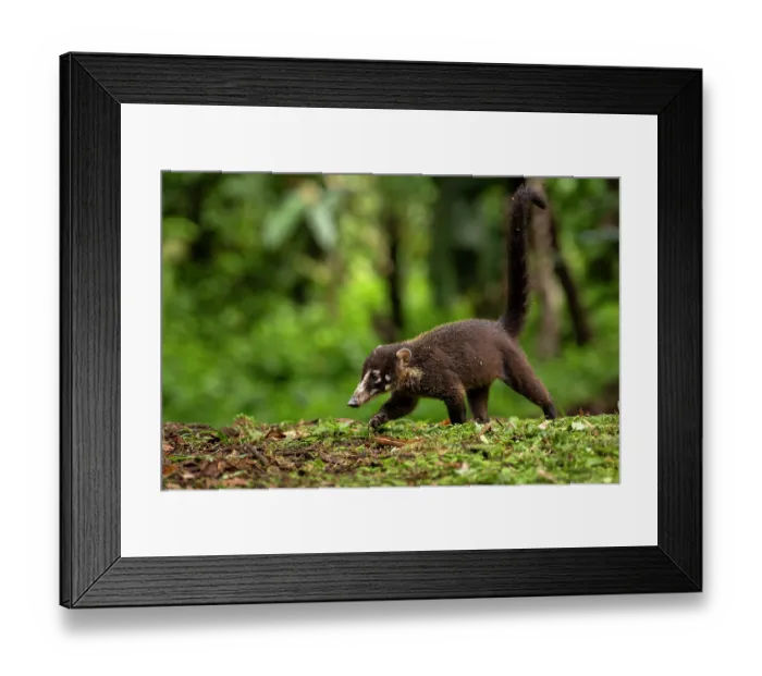 Framed Print : White-nosed coati (Nasua narica) juvenile, walking in rainforest, Arenal, Costa Rica Framed Print : White-nosed coati (Nasua narica) juvenile, walking in rainforest, Arenal, Costa Rica