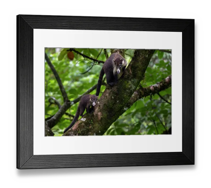 Framed Print : RF - White-nosed coati (Nasua narica) with juvenile climbing in a tree in rainforest, Arenal, Costa Rica. (This image may be licensed either as rights managed or royalty free.) Framed Print : RF - White-nosed coati (Nasua narica) with juvenile climbing in a tree in rainforest, Arenal, Costa Rica. (This image may be licensed either as rights managed or royalty free.)
