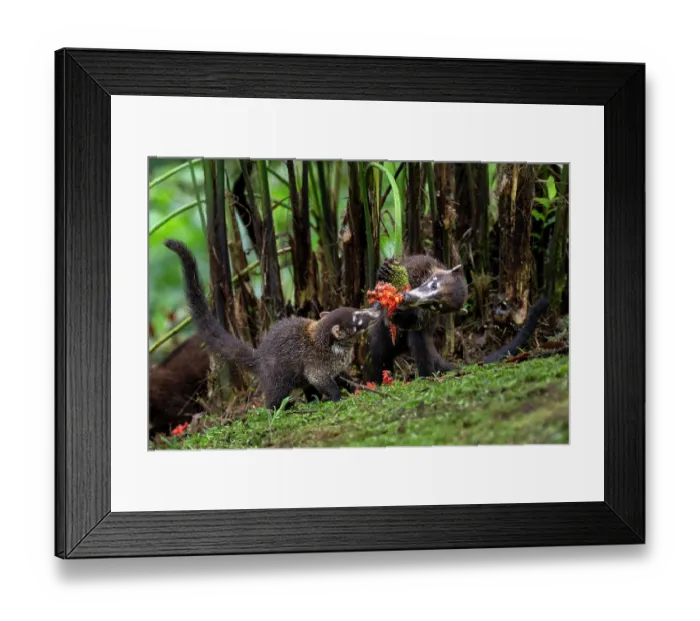 Framed Print : Two White-nosed coatis (Nasua narica) feeding on a flower, Arenal, Costa Rica Framed Print : Two White-nosed coatis (Nasua narica) feeding on a flower, Arenal, Costa Rica