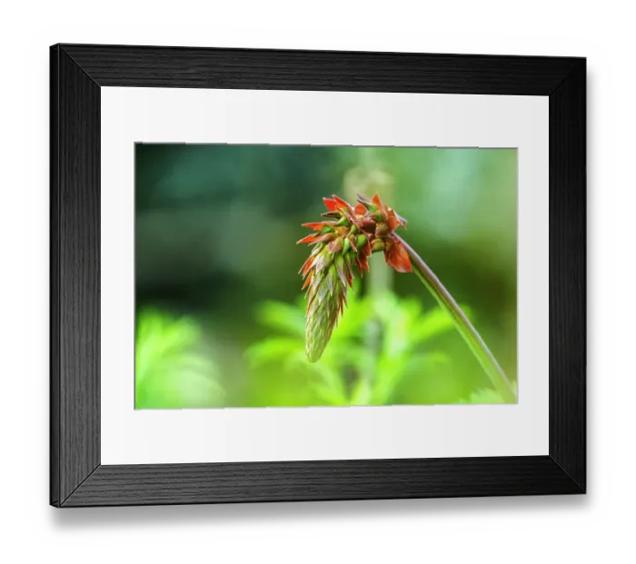 Framed Print : Giant honey-flower (Melianthus major), Kirstenbosch National Botanical Gardens, Cape Town, South Africa Framed Print : Giant honey-flower (Melianthus major), Kirstenbosch National Botanical Gardens, Cape Town, South Africa