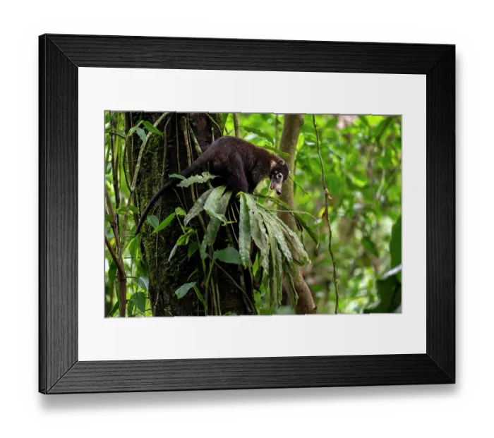 Framed Print : White-nosed coati (Nasua narica) climbing in a tree in rainforest, Arenal, Costa Rica Framed Print : White-nosed coati (Nasua narica) climbing in a tree in rainforest, Arenal, Costa Rica