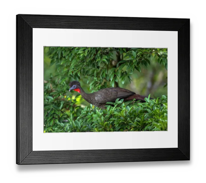 Framed Print : Crested guan (Penelope purpurascens) perched in a tree, Arenal, Costa Rica Framed Print : Crested guan (Penelope purpurascens) perched in a tree, Arenal, Costa Rica