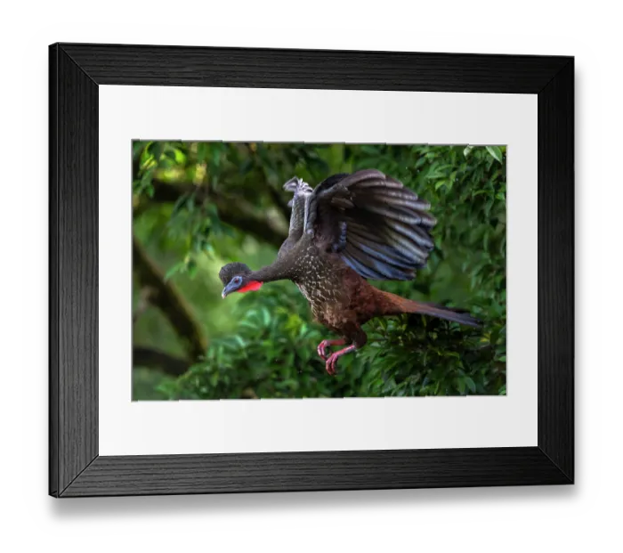 Framed Print : Crested guan (Penelope purpurascens) in flight, Arenal, Costa Rica Framed Print : Crested guan (Penelope purpurascens) in flight, Arenal, Costa Rica