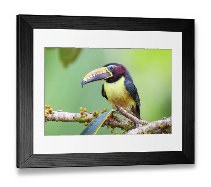 Framed Print : Lettered aracari (Pteroglossus inscriptus) perched on branch, Las Piedras, Madre de dios, Amazon rainforest, Peru Framed Print : Lettered aracari (Pteroglossus inscriptus) perched on branch, Las Piedras, Madre de dios, Amazon rainforest, Peru