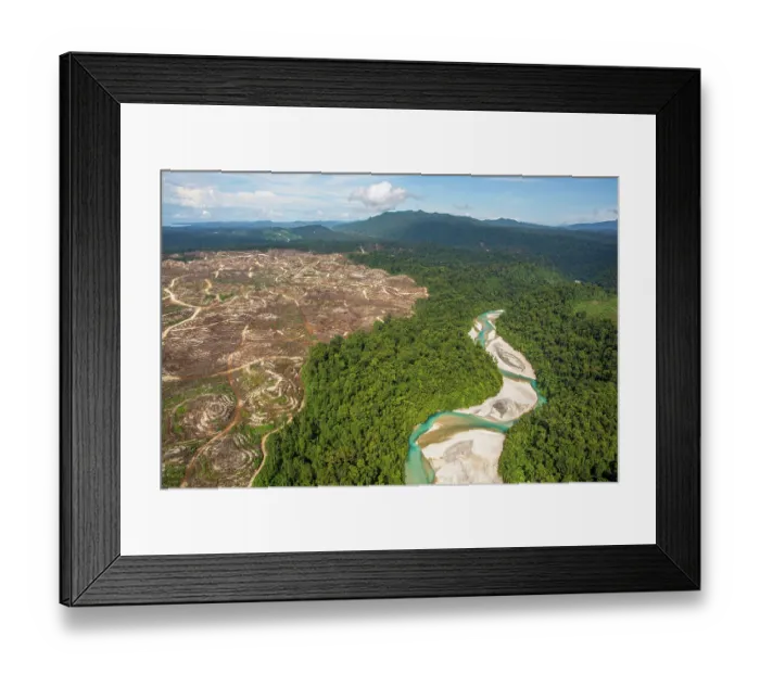 Framed Print : Aerial view of juxaposition of pristine rainforest and river with recently cleared land for oil palm plantation, New Britain. Papua New Guinea. September, 2016 Framed Print : Aerial view of juxaposition of pristine rainforest and river with recently cleared land for oil palm plantation, New Britain. Papua New Guinea. September, 2016