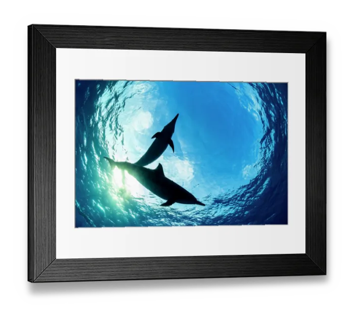 Framed Print : RF - Two Spinner dolphins (Stenella longirostris) silhouetted in Snell's Window in early morning, Sataya Reef, Fury Shoal, Egypt, Red Sea Framed Print : RF - Two Spinner dolphins (Stenella longirostris) silhouetted in Snell's Window in early morning, Sataya Reef, Fury Shoal, Egypt, Red Sea