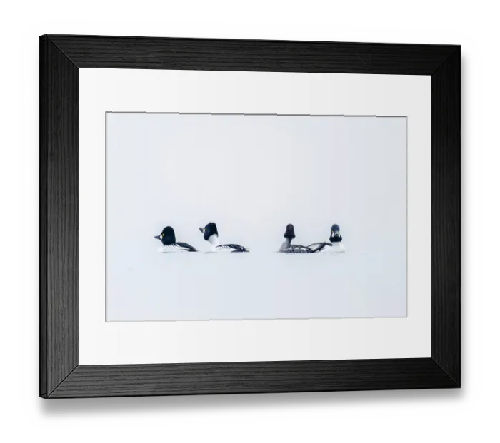 Framed Print : Four Common goldeneyes (Bucephala clangula) on water in winter, Switzerland. February
