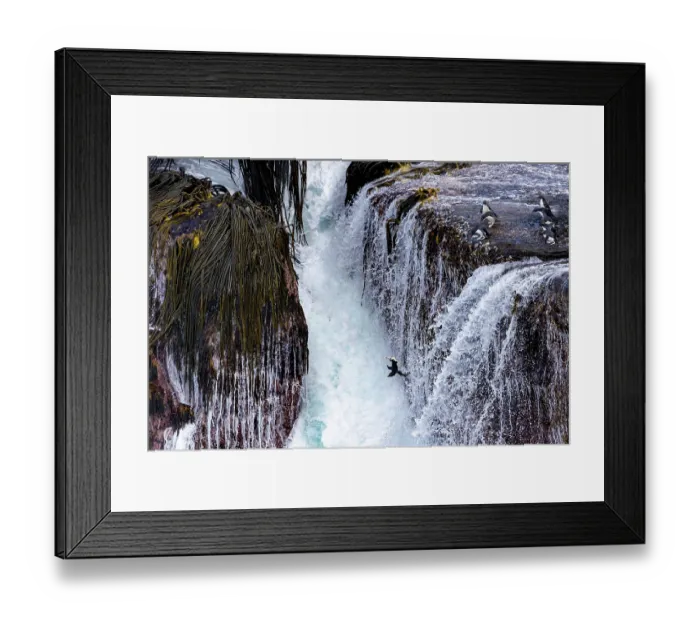 Framed Print : Rock hopper penguins (Eudyptes chrysocome) plunging off a high cliff into raging seas, Falkland Islands, Atlantic Ocean Framed Print : Rock hopper penguins (Eudyptes chrysocome) plunging off a high cliff into raging seas, Falkland Islands, Atlantic Ocean