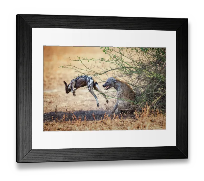 Framed Print : Spotted hyena (Crocuta crocuta) scaring off an African wild dog (Lycaon pictus), South Luangwa National Park, Zambia. Endangered Framed Print : Spotted hyena (Crocuta crocuta) scaring off an African wild dog (Lycaon pictus), South Luangwa National Park, Zambia. Endangered
