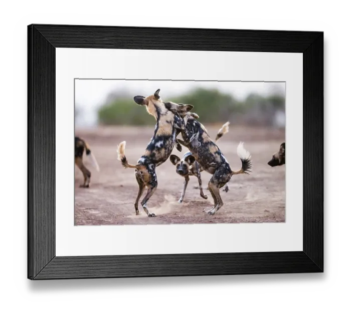 Framed Print : African wild dogs (Lycaon pictus) play fighting, South Luangwa National Park, Zambia. Endangered Framed Print : African wild dogs (Lycaon pictus) play fighting, South Luangwa National Park, Zambia. Endangered