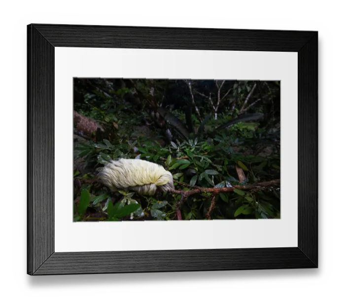 Framed Print : Puss moth caterpillar (Megalopyge opercularis) resting on a branch at night, Las Piedras, Madre de dios, Amazon rainforest, Peru Framed Print : Puss moth caterpillar (Megalopyge opercularis) resting on a branch at night, Las Piedras, Madre de dios, Amazon rainforest, Peru