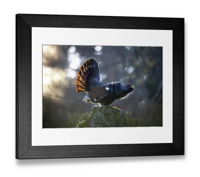 Framed Print : Western capercaillie (Tetrao urogallus) male, displaying, Switzerland. February Framed Print : Western capercaillie (Tetrao urogallus) male, displaying, Switzerland. February