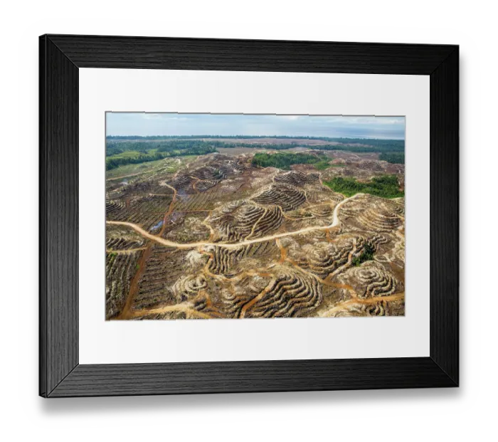 Framed Print : Aerial view of area of rainforest deforestation for Oil palm plantation, New Britain. Papua New Guinea. September, 2016 Framed Print : Aerial view of area of rainforest deforestation for Oil palm plantation, New Britain. Papua New Guinea. September, 2016